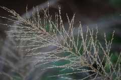 Arundinella leptochloa